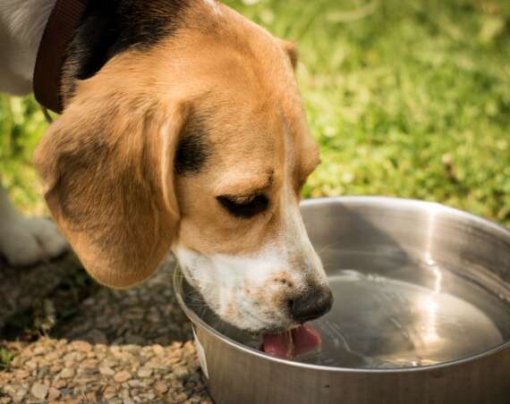 Understanding Canine Bloat: Symptoms, Prevention, and Treatment