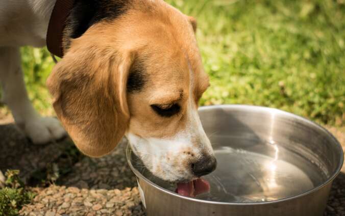 dog drinking from a bowl of water