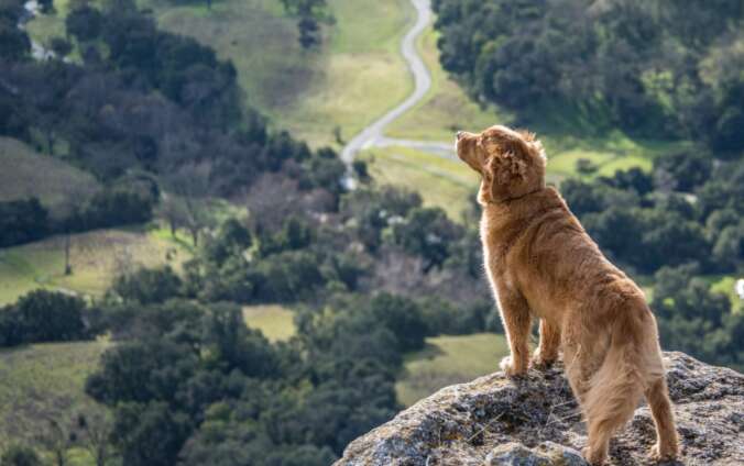 dog on a hill overlooking a beautiful view