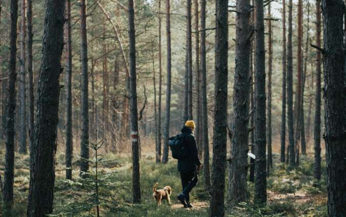 man wonders forest with dog