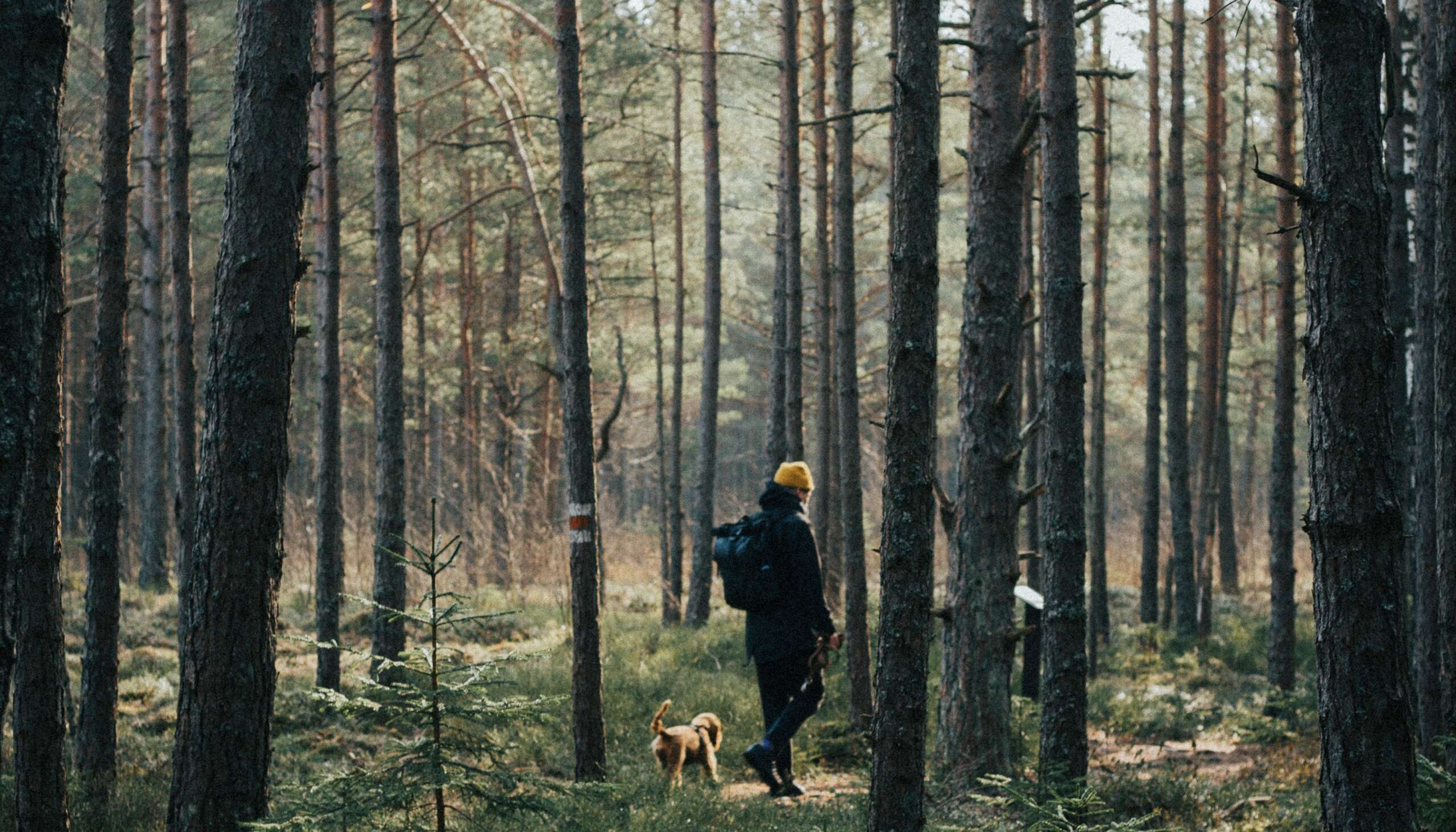 man wonders forest with dog