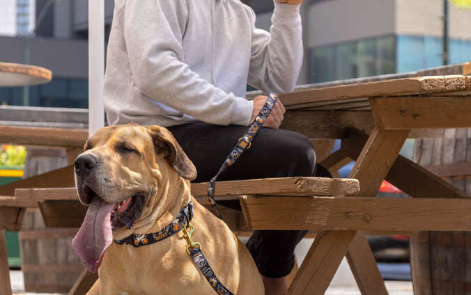 A man enjoys a patio beer with his dog at a local brewery. The dog is sitting under an umbrella next to the picnic table.