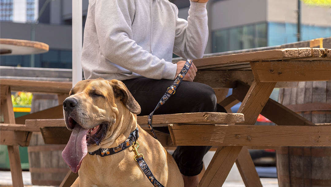 A man enjoys a patio beer with his dog at a local brewery. The dog is sitting under an umbrella next to the picnic table.