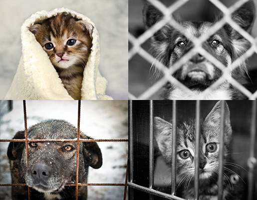https://www.tagsforhope.com/purpose/wp-content/themes/purpose/build/img/animals-need-help-banner-small.jpg'