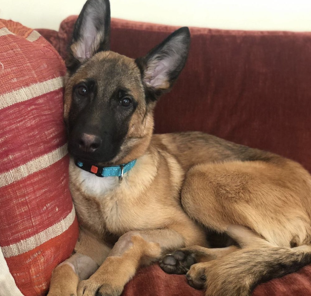 Bronco is sat on the couch, looking into the camera