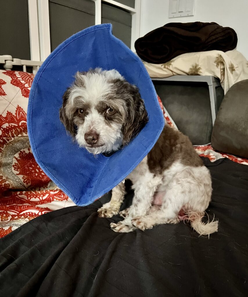 Bandit is sitting on the couch wearing a blue cone