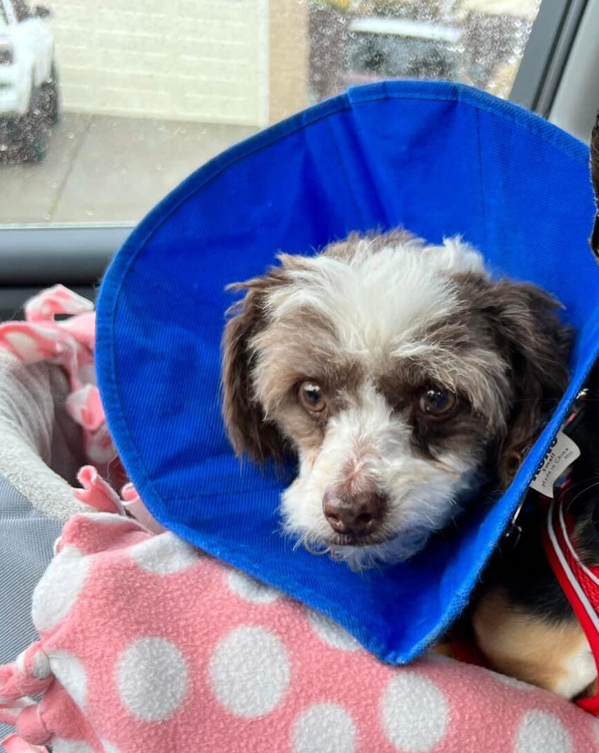 Bandit is seen with a blue cone on in the passenger seat of a car