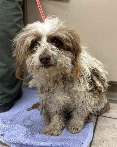 Bandit is seen matted and dirty with cute adorable eyes