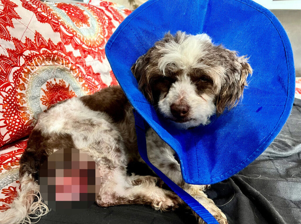 Bandit is seen on the couch with a blue cone