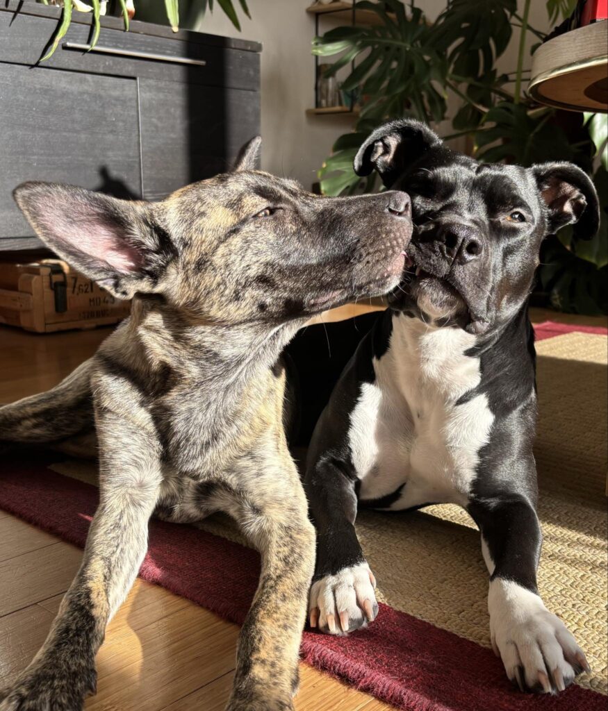 Rescue pup Kiwi recovering in foster care and cuddling with her sister Kiwi