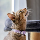 Cat Collars