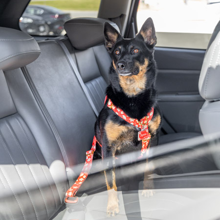 Dog sitting in car buckled with a seatbelt