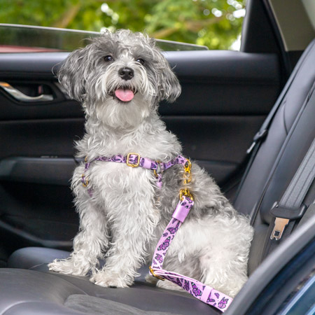 happy dog buckled inside a car with a pet seatbelt.