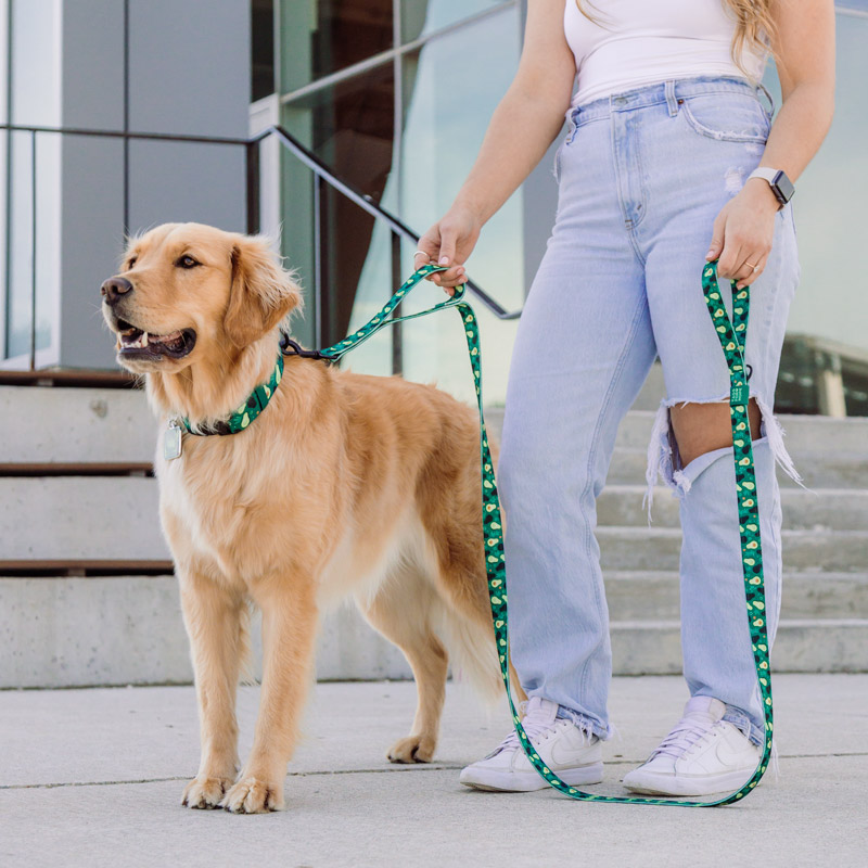 107 leash 6foot handle