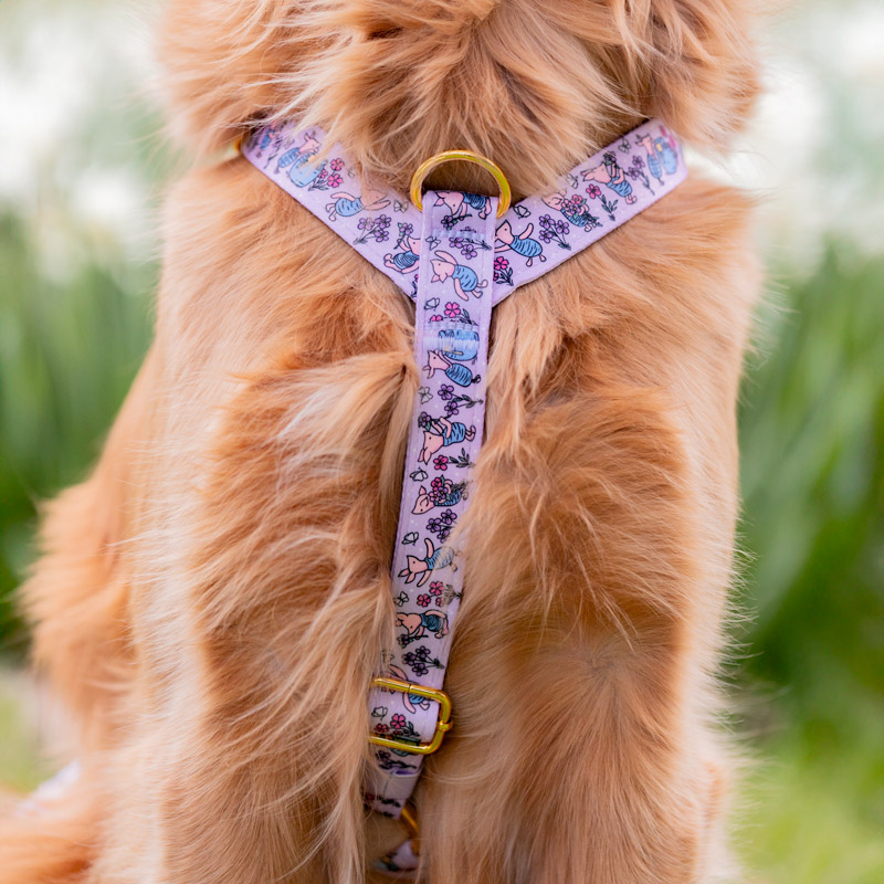 piglet harness front