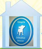 CHIQUITA CHIHUAHUA RESCUE logo