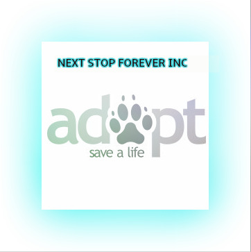 Next Stop Forever Inc logo